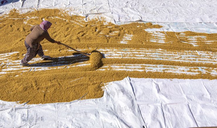 Proces obrade pšenice kako bi se dobio bulgur